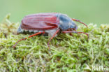 common cockchafer (Melolontha melolontha)