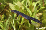 Alpine Newt (Ichthyosaura alpestris)