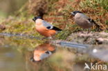 Eurasian Bullfinch (Pyrrhula pyrrhula)