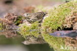 Boompieper (Anthus trivialis)