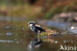 Staartmees (Aegithalos caudatus)