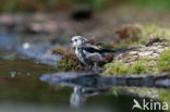 Long-tailed tit (Aegithalos caudatus caudatus)