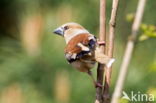 Hawfinch (Coccothraustes coccothraustes)