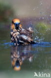 Hawfinch (Coccothraustes coccothraustes)