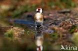 European Goldfinch (Carduelis carduelis)