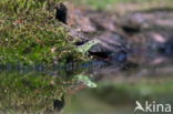 Sand Lizard (Lacerta agilis)