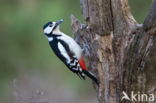 Grote Bonte Specht (Dendrocopos major)