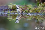 Kuifmees (Parus cristatus)