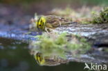 Yellowhammer (Emberiza citrinella)