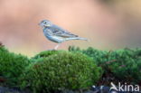 Boompieper (Anthus trivialis)