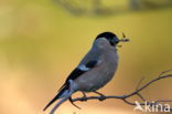 Eurasian Bullfinch (Pyrrhula pyrrhula)