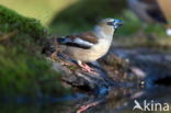 Hawfinch (Coccothraustes coccothraustes)