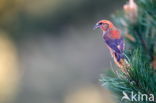 Red Crossbill (Loxia curvirostra)