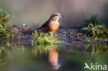 Red Crossbill (Loxia curvirostra)