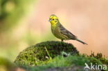 Yellowhammer (Emberiza citrinella)