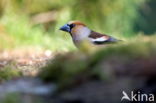 Hawfinch (Coccothraustes coccothraustes)