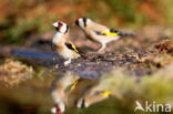 European Goldfinch (Carduelis carduelis)