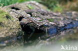 Sand Lizard (Lacerta agilis)