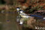 Parus major minor