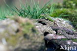 Sand Lizard (Lacerta agilis)