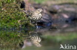 Tree Pipit (Anthus trivialis)