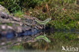 Sand Lizard (Lacerta agilis)