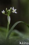 Italian garlic (allium pendulinum)