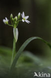 allium pendulinum