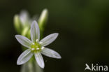 Italian garlic (allium pendulinum)