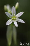 Italian garlic (allium pendulinum)