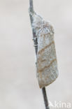 Meriansborstel (Calliteara pudibunda)