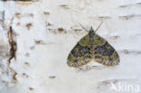 Yellow-barred Brindle (Acasis viretata)