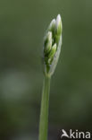 Italian garlic (allium pendulinum)