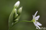 Italian garlic (allium pendulinum)