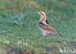 Eurasian Wryneck (Jynx torquilla)