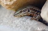 Wall Lizard (Podarcis muralis)