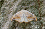 Pebble Hook-tip (Drepana falcataria)