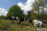 cow (Bos primigenius taurus)