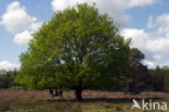 Oak (Quercus)