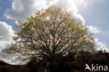 oak (Quercus)