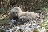 Oehoe (Bubo bubo)