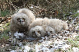 Oehoe (Bubo bubo)