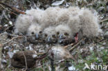 Oehoe (Bubo bubo)