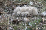 Oehoe (Bubo bubo)