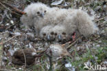 Oehoe (Bubo bubo)