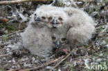 Oehoe (Bubo bubo)