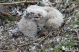 Oehoe (Bubo bubo)