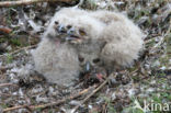 Oehoe (Bubo bubo)