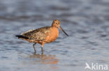 Rosse Grutto (Limosa lapponica)