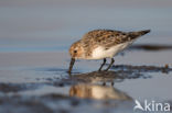 Drieteenstrandloper (Calidris alba)